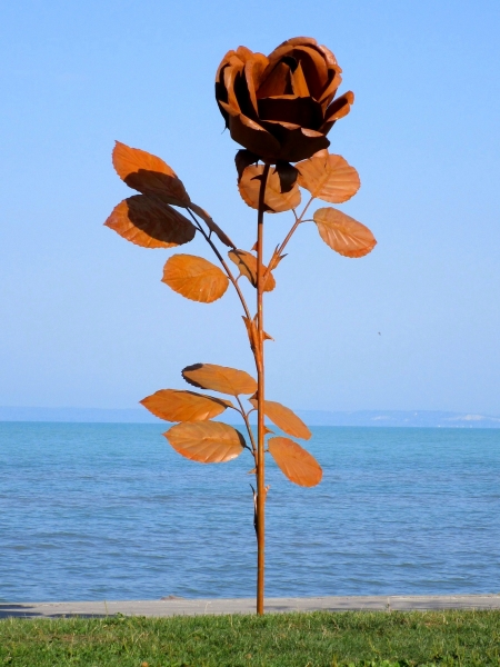 Riesige Gartenrose Rostig